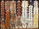 many different types of insects displayed in a wooden box