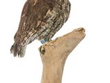 un hibou perché sur une branche d'arbre