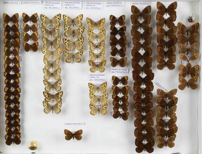 de nombreux types de papillons différents présentés dans une vitrine