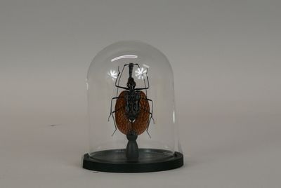 a glass dome with a bug inside of it