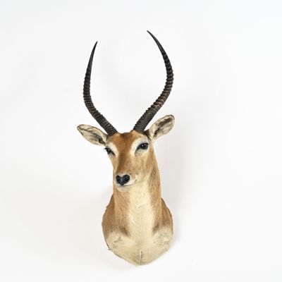 une tête d'antilope accrochée au mur sur un fond blanc