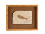 un petit poisson fossile dans un cadre en bois sur fond blanc