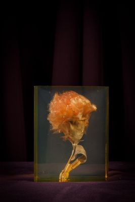 une image représentant un squelette tenant une fleur dans une boîte en verre