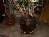 une plante en pot au milieu du salon