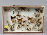 de nombreux papillons de toutes sortes dans une vitrine posée sur la table