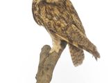 un hibou perché sur une branche d'arbre