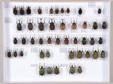 de nombreux coléoptères exposés dans une vitrine