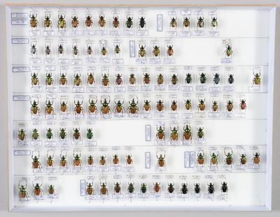 une photo montrant une collection de coléoptères accrochée au mur