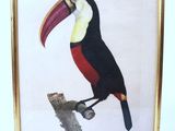 painting of a toucan perched on a branch in a gold frame