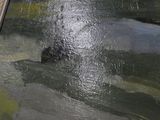 a picture of a painting of a fish in the water