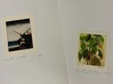 two pictures of a plant and a picture of a bird