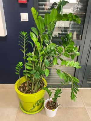 deux plantes en pot posées par terre l'une à côté de l'autre