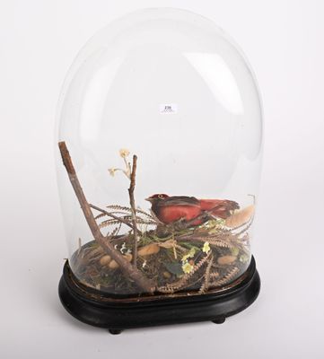 une cloche en verre posée sur une table, avec un oiseau à l'intérieur