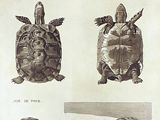 several different types of turtles are shown in this antique print