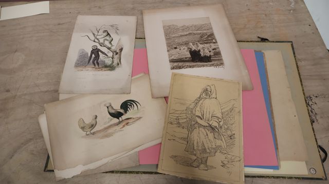 Six planches d’animaux ; gravure L A Girardot
