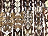 many different types of butterflies displayed in a wooden box