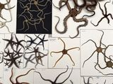 a lot of different types of worms on the table