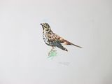 a drawing of a bird sitting on top of a piece of paper