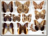 de nombreux types de papillons exposés dans une vitrine