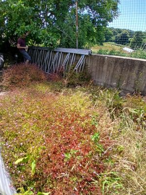beaucoup de mauvaises herbes qui poussent au bord de la route