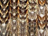 many different types of feathers on display in a display case
