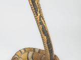 une image représentant un serpent sur fond blanc