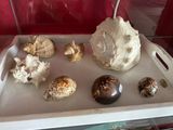 un plateau sur lequel sont disposés des coquillages, dans une vitrine en verre