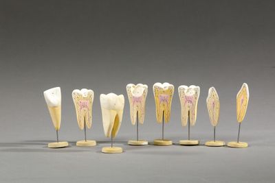 Plusieurs modèles de dents sont alignés les uns à côté des autres sur une surface grise