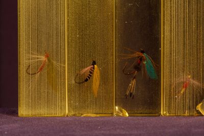 a lot of flies that are in a glass case