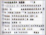 beaucoup d'insectes accrochés au mur