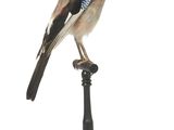 un petit oiseau perché au sommet d'un poteau