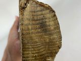 a person holding a piece of wood in their hand