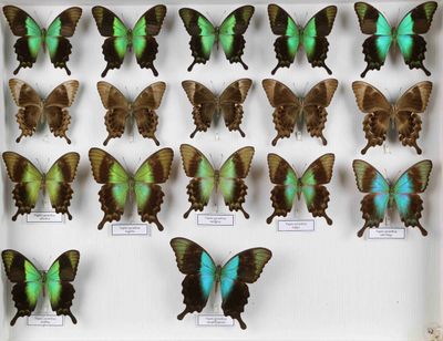 de nombreux papillons exposés dans une boîte