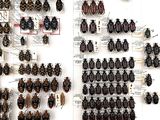 a lot of bugs that are hanging on the wall