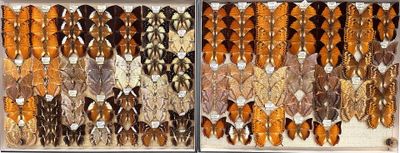 many different types of dried fish in a display case
