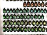 many beetles that are on display in a display case