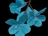 a close up of some blue flowers on a black background