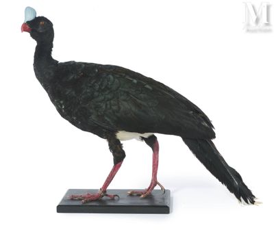 a bird that is standing on top of a black base