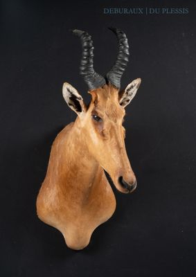 a deer head mounted on the wall of a black room