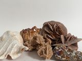 a lot of shells that are sitting on a table