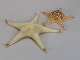 two starfishs that are sitting next to each other