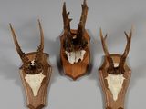 trois têtes de cerf empaillées, fixées sur un support en bois accroché au mur