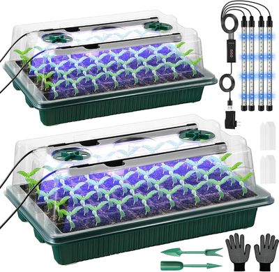 deux plantes vertes et bleues dans un pot en plastique, avec des outils de jardinage