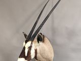 an antelope with long horns mounted on a wall