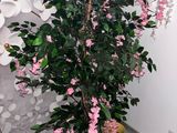 une plante en pot aux fleurs roses devant un mur