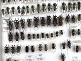 a lot of bugs that are hanging on the wall