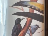 une image d'un livre avec une image d'oiseaux dessus
