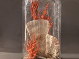 une cloche en verre contenant des coraux et des coquillages