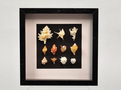 une photo représentant des coquillages, dans un cadre noir