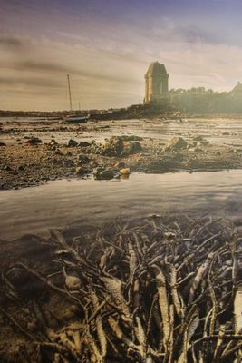 une grande quantité de poissons morts sur la rive